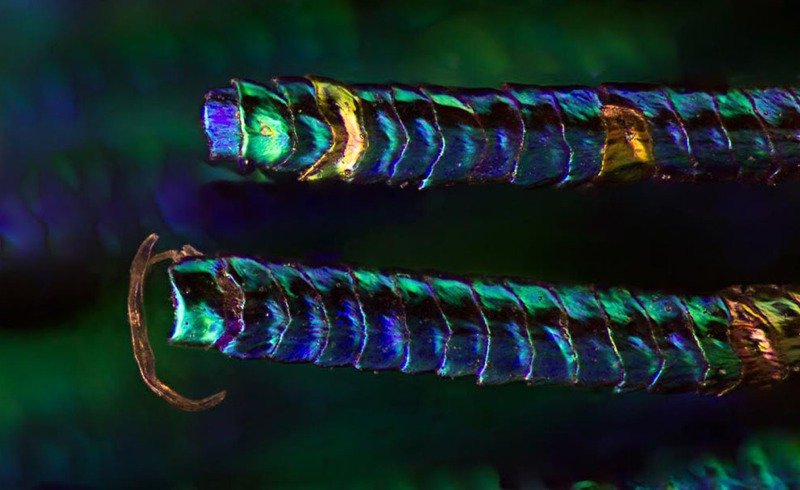 Illustration for article titled Amazing Photographs Capture the Microscopic Iridescence of Peacock Feathers